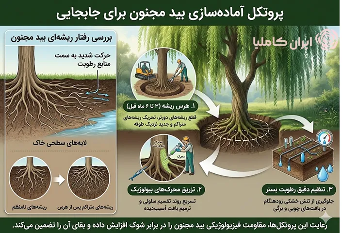 جابجایی درخت بید مجنون